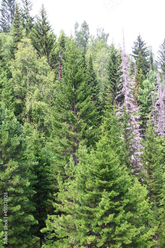 Panoramic view of mixed woodland birch  spruce  cedar trees in summer