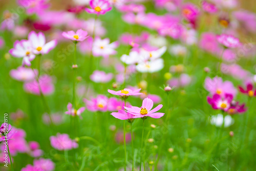 flowers in the field © BUDDEE