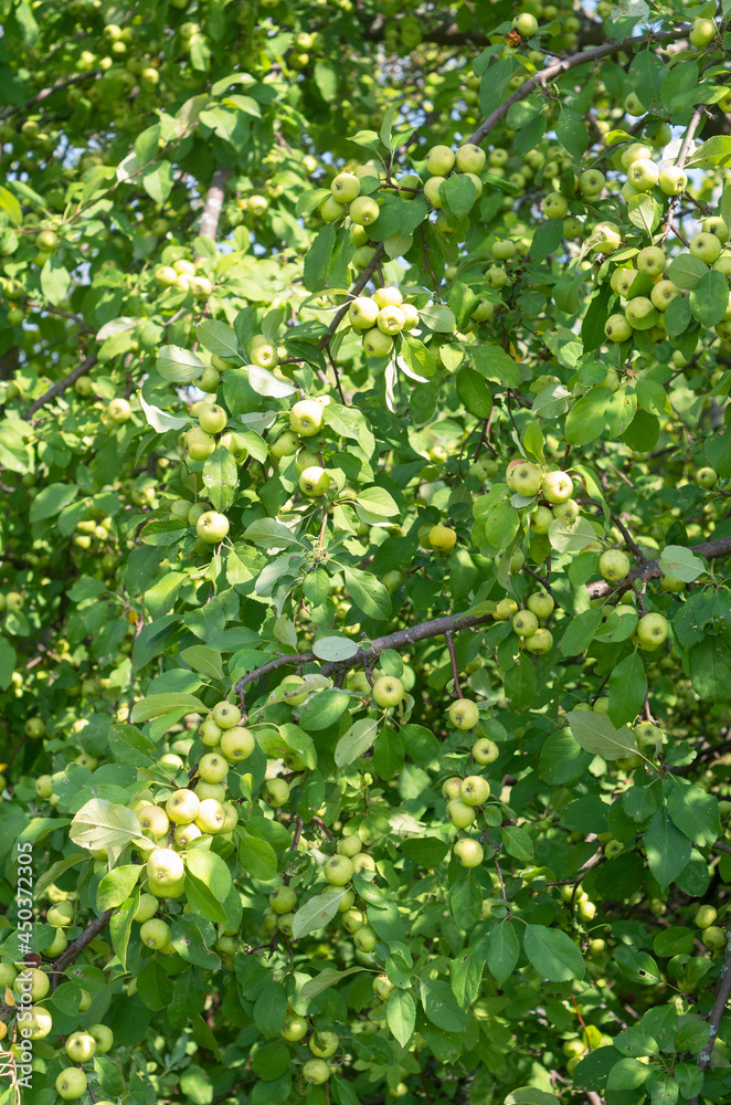 Fototapeta premium Branches of a wild apple tree with many green apples.