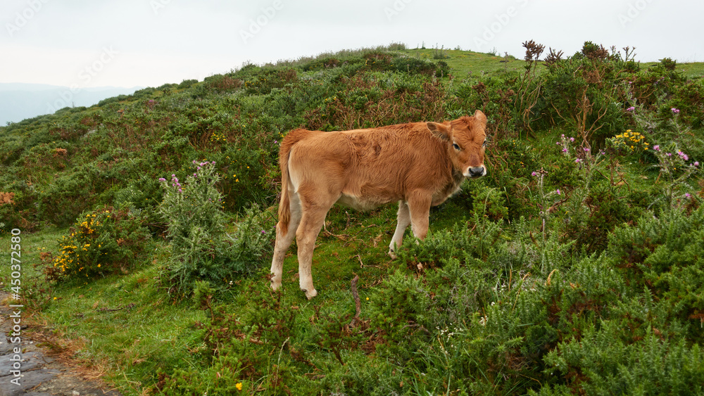 calf in a little mountain on a cloudy day calf in a little mountain on a cloudy day