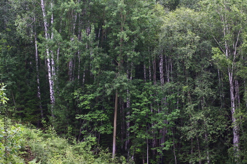 Panoramic view of mixed woodland birch, spruce, cedar trees in summer