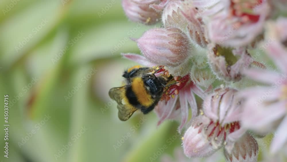 A flying bee on the flowers of the plant getting some pollens in Estonia A flying bee on the flowers of the plant getting some pollens in Estonia