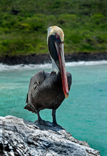 Pelican on the rock. Latin name - Pelecanus crispus. San Cristobal island, Galapagos