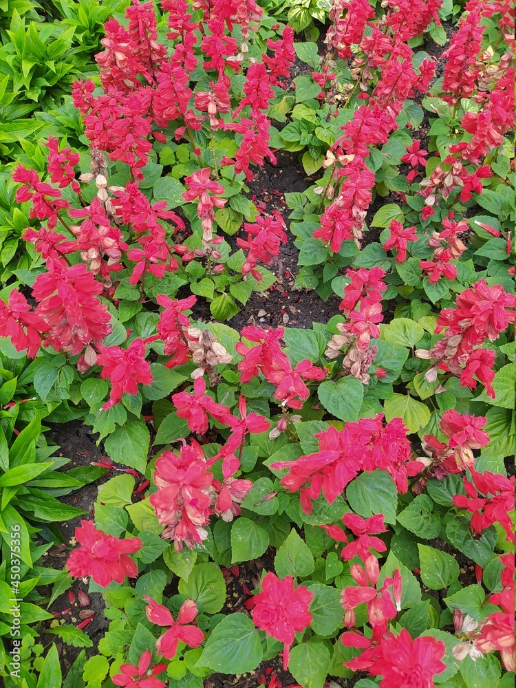 flowers in a garden