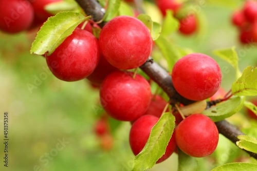 Prunus cerasifera red grows on a tree. Plum fruits in summer. photo