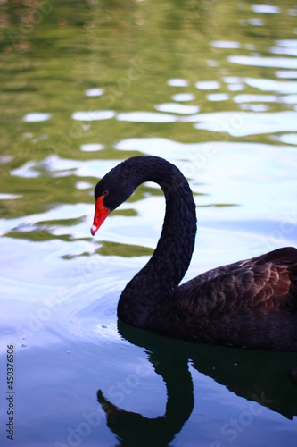 black swan on the lake © Tungalag