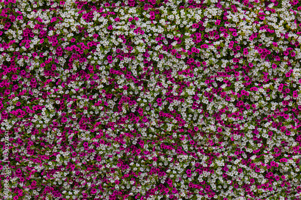 Obraz premium background consisting of white and crimson petunia flowers
