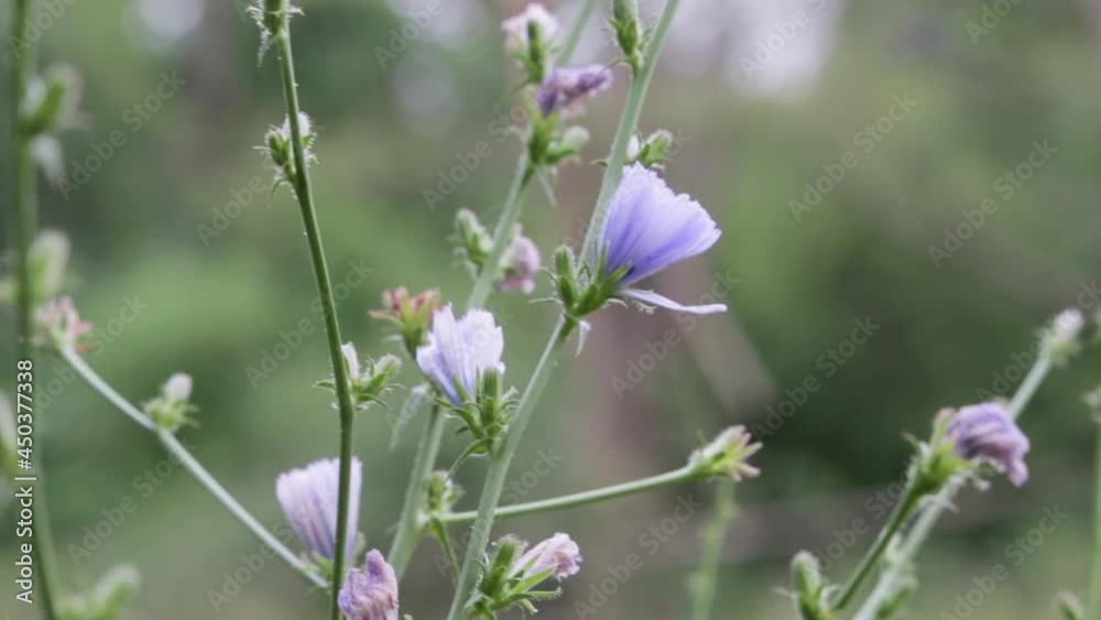 Common chicory wildflowers in summer Common chicory wildflowers in summer