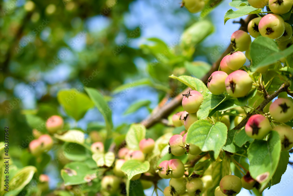Yellow-red fruits of a wild apple tree on the branches Yellow-red fruits of a wild apple tree on the branches