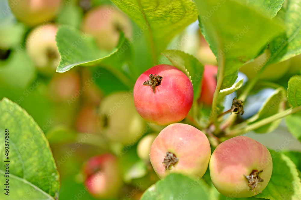 Yellow-red fruits of a wild apple tree on the branches Yellow-red fruits of a wild apple tree on the branches