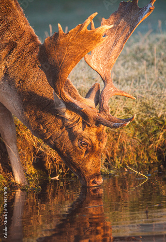 Fallow deer stag during the annual rut in London  UK