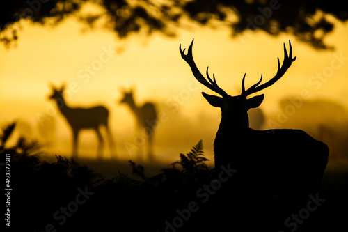 Red deer stag silhouette as it looks on at a heard of female deer in London  UK