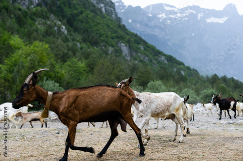 Natural summer landscape with grazing goats. Mountain valley during cloudy summer middle day