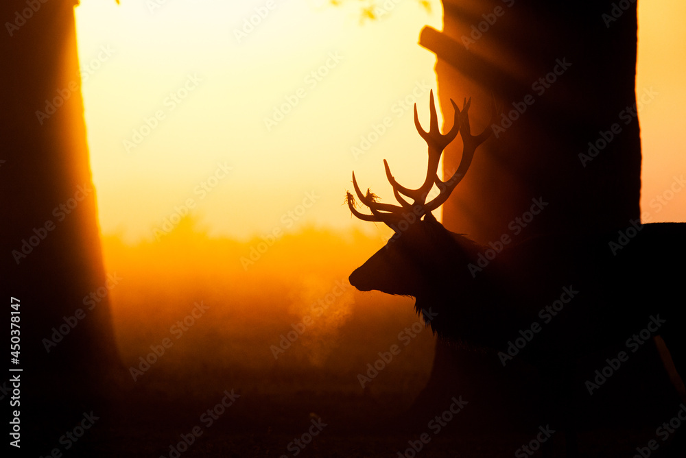 Silhouette of Red Deer in the early morning mist in London, UK
