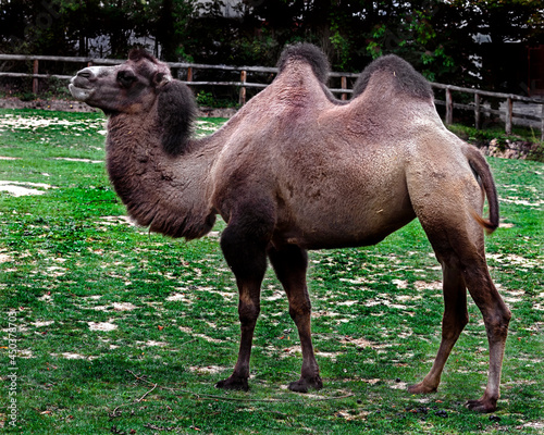 Bactrian camel on the lawn. Latin name - Camelus bactrianus