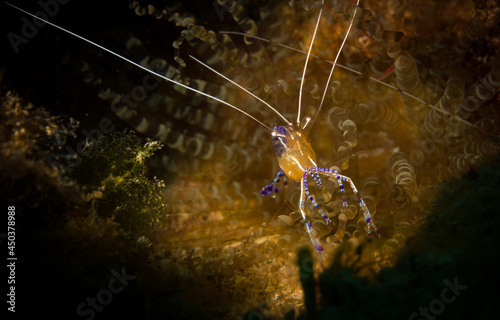 Pedersen Cleaner Shrimp (Periclimenes pedersoni) on the reef off the island of Sint Maarten, Dutch Caribbean. photo