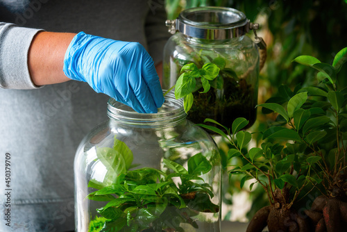 Forest in a jar new plant