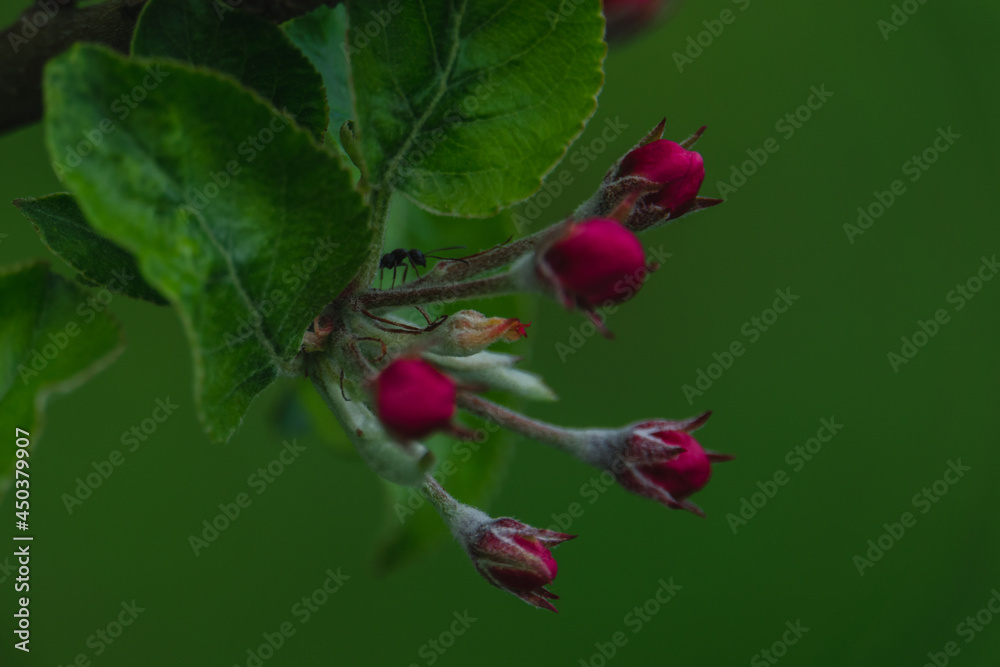 Fototapeta premium apple tree with ant