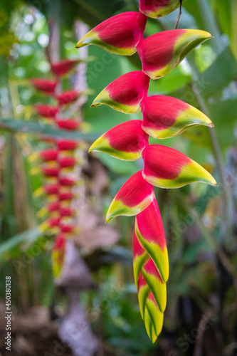 Heliconia