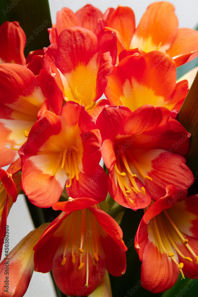 Fototapeta premium Lirio Clivia