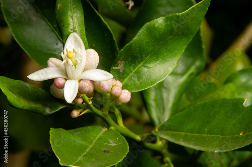 Flor de Limón