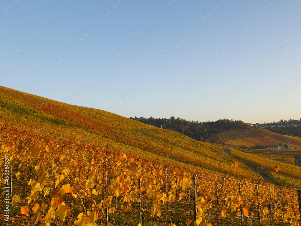 colorful vineyards on a sunny day in the late autumn