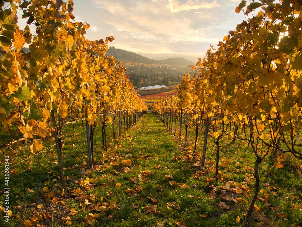 Fototapeta premium bright yellow vineyard in the light sunshine on an autumn evening