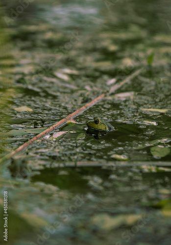 Frog In the Pond © Amanda