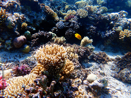 Underwater scenes with corals in Red Sea