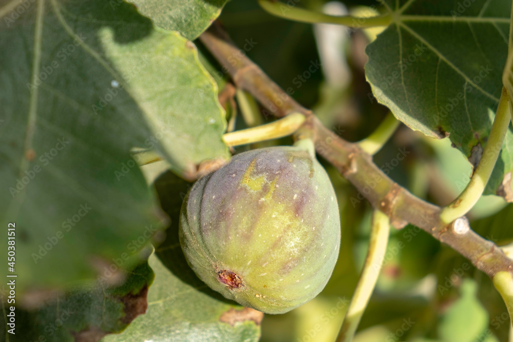 Fig fruit on the tree. Summer background.
