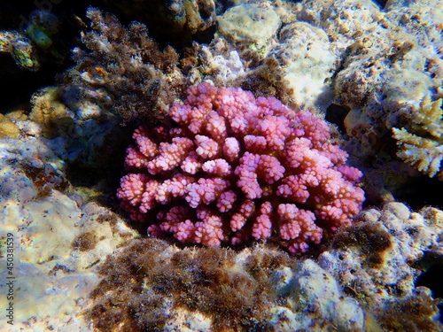 Pocillopora damicornis - Pink Colorful SPS coral in Red Sea, underwater scene photo