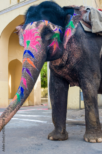 Colorful hand painted elephant , Holi festival , Jaipur, Rajasthan, India 