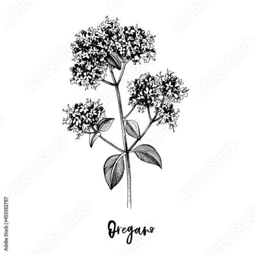 Branch of Oregano. Medicinal herb