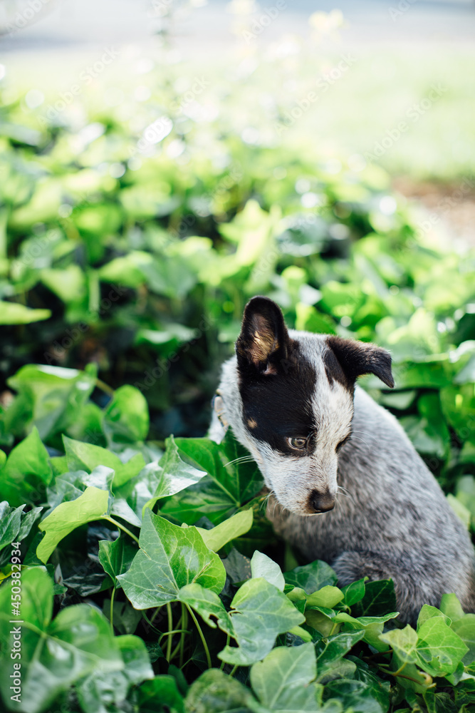 black and white puppy in green plants black and white puppy in green plants