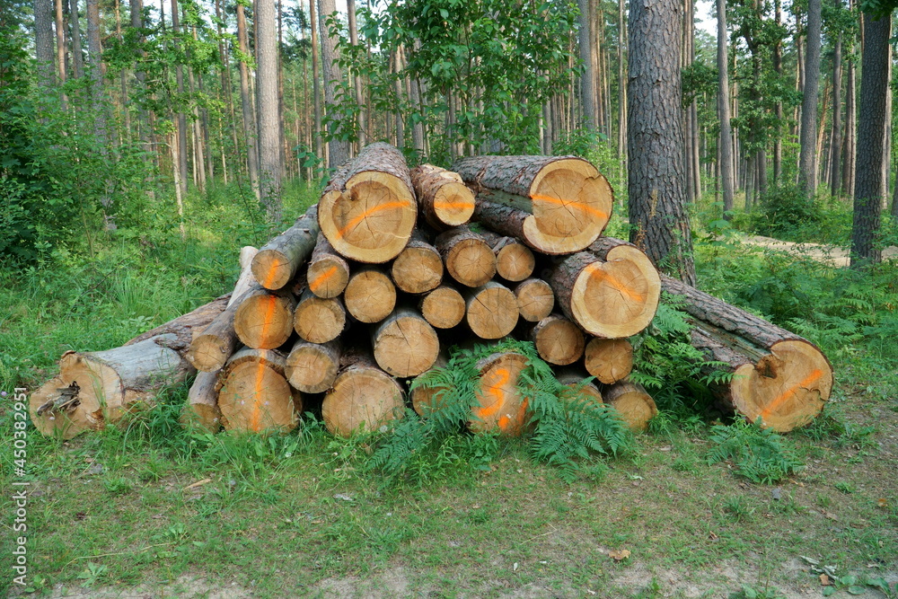 View of logs stacked after deforestation. Cross-sectional view of felled pine trunks. Logging scene in a wooded environment. A static landscape with conifers wood materials in the summer season.