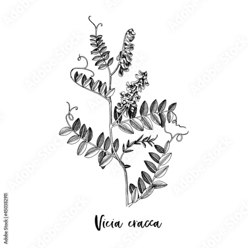 Branch of Vicia cracca. Medicinal herb photo