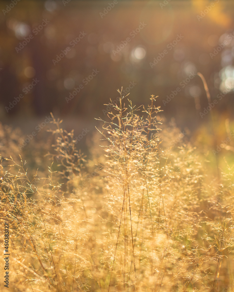 Beatiful sun in meadow Beatiful sun in meadow