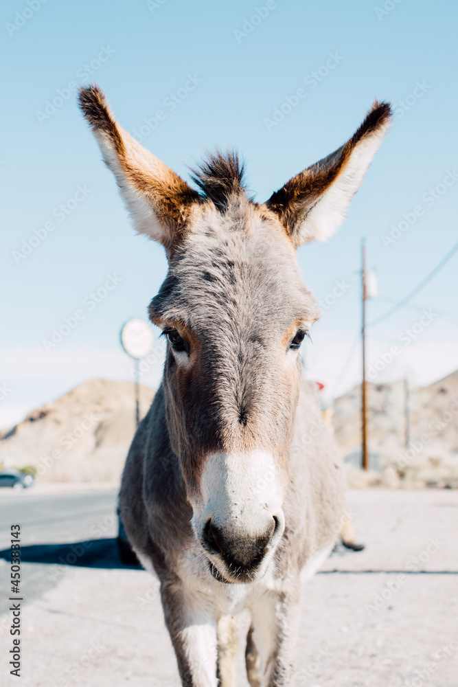 portrait of a donkey in the mountains portrait of a donkey in the mountains