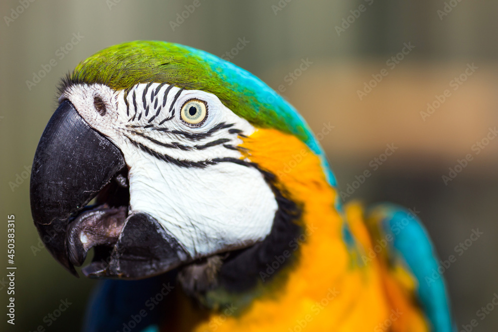 Blue and Gold Macaw head close up