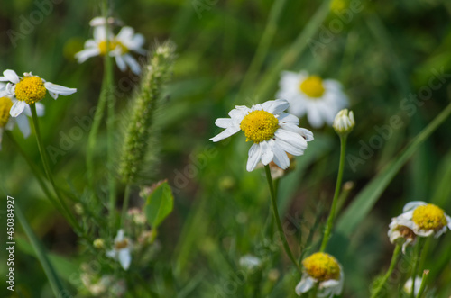 Wild Daisies Blooming in the Summer