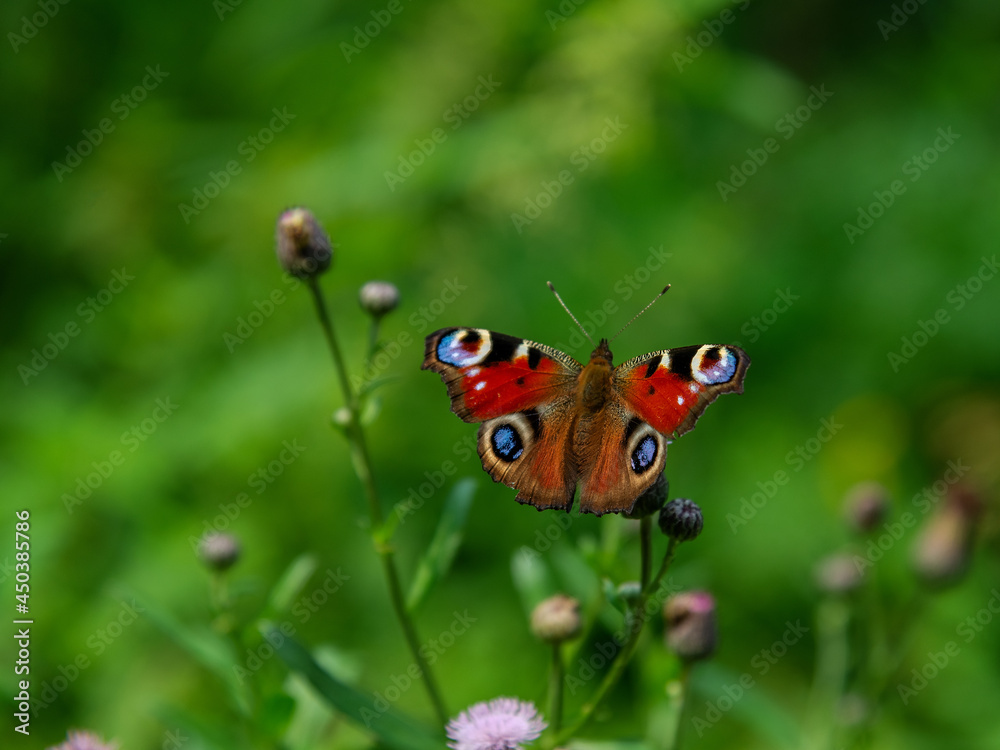 butterfly on a flower