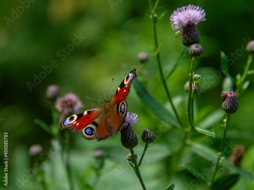 Peacock butterfly in a clearing