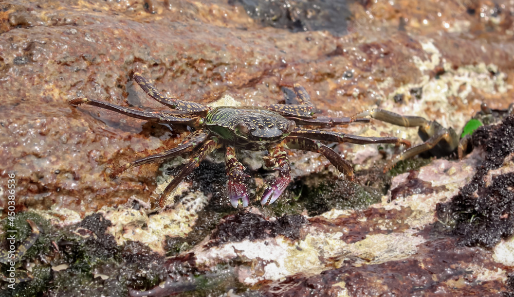 Photo of Crab on rock , At Sea end Photo of Crab on rock , At Sea end