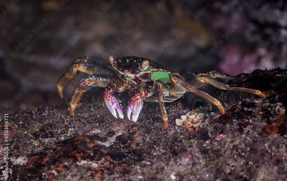 Photo of Crab on rock  , At  Sea end