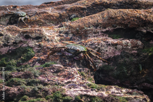 Photo of Crab on rock , At Sea end
