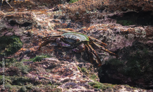 Photo of Crab on rock , At Sea end