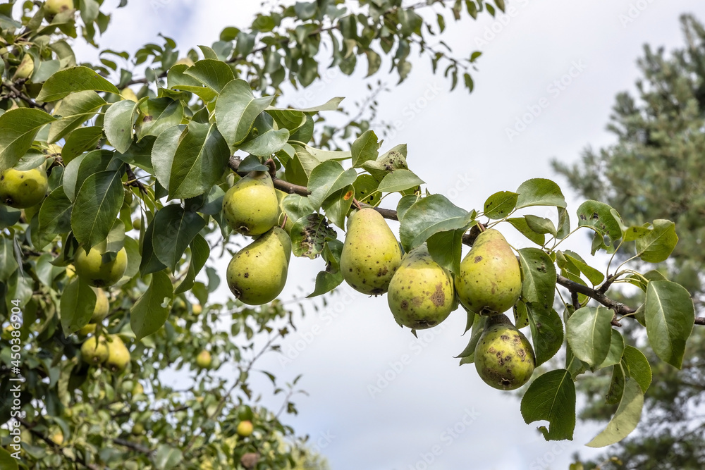 organic pears on a branch in the garden, the concept of harvesting pears