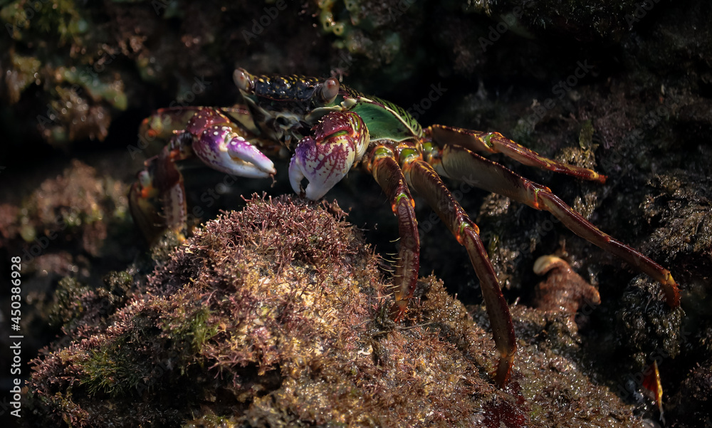 Photo of Crab on rock  , At  Sea end