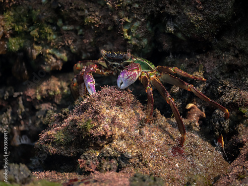 Photo of Crab on rock    At  Sea end