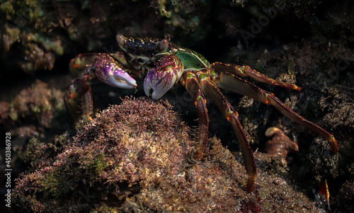 Photo of Crab on rock    At  Sea end